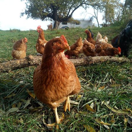 Biofarma Dolejsi Mlyn Villa Kamberk Dış mekan fotoğraf