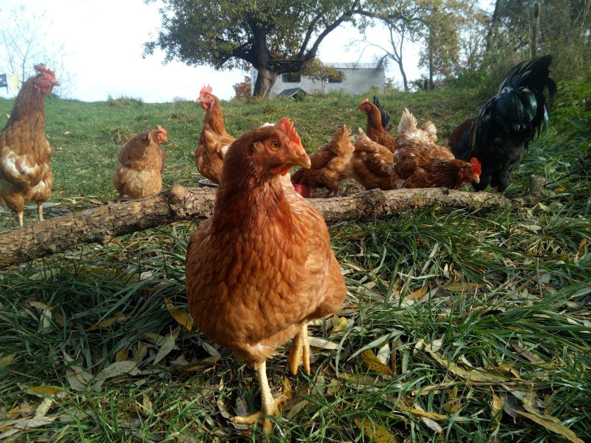 Biofarma Dolejsi Mlyn Villa Kamberk Dış mekan fotoğraf